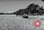 Image of German farmers harvesting oats Wiesbaden Germany, 1954, second 59 stock footage video 65675031781