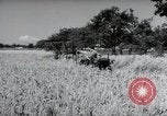 Image of German farmers harvesting oats Wiesbaden Germany, 1954, second 62 stock footage video 65675031781