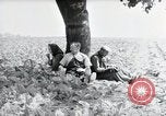 Image of German farmers Wiesbaden Germany, 1954, second 7 stock footage video 65675031787
