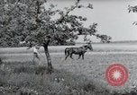 Image of German farmers Wiesbaden Germany, 1954, second 36 stock footage video 65675031787