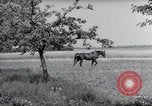 Image of German farmers Wiesbaden Germany, 1954, second 37 stock footage video 65675031787
