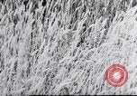 Image of German farmers Wiesbaden Germany, 1954, second 55 stock footage video 65675031793