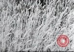 Image of German farmers Wiesbaden Germany, 1954, second 56 stock footage video 65675031793