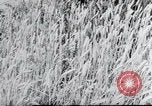 Image of German farmers Wiesbaden Germany, 1954, second 57 stock footage video 65675031793