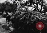 Image of German farmers Wiesbaden Germany, 1954, second 11 stock footage video 65675031796