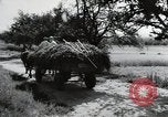 Image of German farmers Wiesbaden Germany, 1954, second 15 stock footage video 65675031796