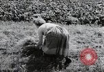 Image of German farmers Wiesbaden Germany, 1954, second 55 stock footage video 65675031797