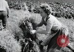 Image of German farmers Wiesbaden Germany, 1954, second 58 stock footage video 65675031797
