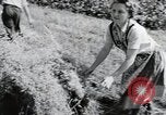 Image of German farmers Wiesbaden Germany, 1954, second 59 stock footage video 65675031797