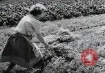 Image of German farmers Wiesbaden Germany, 1954, second 62 stock footage video 65675031797