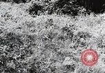 Image of damaged buildings Mainz Germany, 1954, second 5 stock footage video 65675031799