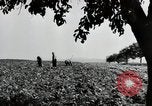 Image of German farmers Wiesbaden Germany, 1954, second 6 stock footage video 65675031800