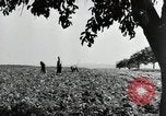Image of German farmers Wiesbaden Germany, 1954, second 7 stock footage video 65675031800
