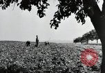 Image of German farmers Wiesbaden Germany, 1954, second 8 stock footage video 65675031800
