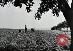 Image of German farmers Wiesbaden Germany, 1954, second 10 stock footage video 65675031800