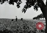 Image of German farmers Wiesbaden Germany, 1954, second 11 stock footage video 65675031800
