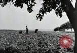 Image of German farmers Wiesbaden Germany, 1954, second 12 stock footage video 65675031800