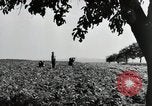 Image of German farmers Wiesbaden Germany, 1954, second 13 stock footage video 65675031800