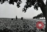 Image of German farmers Wiesbaden Germany, 1954, second 14 stock footage video 65675031800