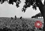 Image of German farmers Wiesbaden Germany, 1954, second 16 stock footage video 65675031800