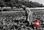 Image of German farmers Wiesbaden Germany, 1954, second 17 stock footage video 65675031800