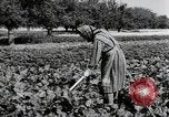 Image of German farmers Wiesbaden Germany, 1954, second 18 stock footage video 65675031800