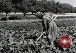 Image of German farmers Wiesbaden Germany, 1954, second 19 stock footage video 65675031800