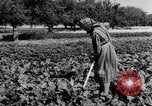 Image of German farmers Wiesbaden Germany, 1954, second 21 stock footage video 65675031800