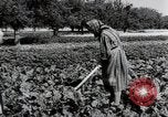 Image of German farmers Wiesbaden Germany, 1954, second 22 stock footage video 65675031800