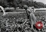 Image of German farmers Wiesbaden Germany, 1954, second 23 stock footage video 65675031800