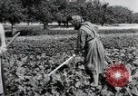 Image of German farmers Wiesbaden Germany, 1954, second 24 stock footage video 65675031800
