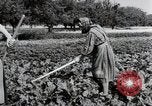 Image of German farmers Wiesbaden Germany, 1954, second 25 stock footage video 65675031800