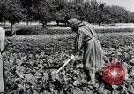 Image of German farmers Wiesbaden Germany, 1954, second 26 stock footage video 65675031800
