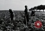 Image of German farmers Wiesbaden Germany, 1954, second 28 stock footage video 65675031800