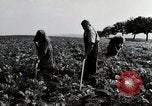 Image of German farmers Wiesbaden Germany, 1954, second 29 stock footage video 65675031800