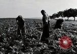 Image of German farmers Wiesbaden Germany, 1954, second 30 stock footage video 65675031800