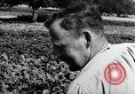 Image of German farmers Wiesbaden Germany, 1954, second 44 stock footage video 65675031800