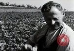 Image of German farmers Wiesbaden Germany, 1954, second 59 stock footage video 65675031800