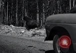 Standbild Yellowstone National Park United States USA, 1940, aus Sekunde 29 historischem Filmmaterial Videoclip 65675031924