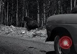Standbild Yellowstone National Park United States USA, 1940, aus Sekunde 30 historischem Filmmaterial Videoclip 65675031924