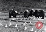 Standbild Yellowstone National Park United States USA, 1940, aus Sekunde 39 historischem Filmmaterial Videoclip 65675031925