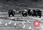Standbild Yellowstone National Park United States USA, 1940, aus Sekunde 40 historischem Filmmaterial Videoclip 65675031925