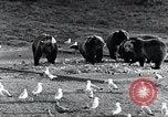 Standbild Yellowstone National Park United States USA, 1940, aus Sekunde 41 historischem Filmmaterial Videoclip 65675031925