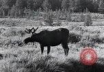 Standbild Yellowstone National Park United States USA, 1940, aus Sekunde 42 historischem Filmmaterial Videoclip 65675031925