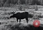 Standbild Yellowstone National Park United States USA, 1940, aus Sekunde 43 historischem Filmmaterial Videoclip 65675031925