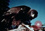 Image of campgrounds California United States USA, 1970, second 14 stock footage video 65675031949