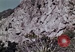 Image of peregrine falcon California United States USA, 1970, second 3 stock footage video 65675031951