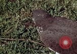 Image of peregrine falcon California United States USA, 1970, second 18 stock footage video 65675031951