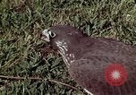 Image of peregrine falcon California United States USA, 1970, second 19 stock footage video 65675031951