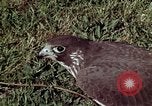 Image of peregrine falcon California United States USA, 1970, second 20 stock footage video 65675031951